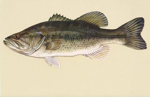 Largemouth bass fish