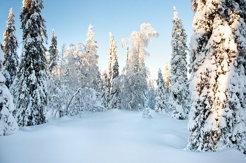 Sneeuw op bomen Lapland
