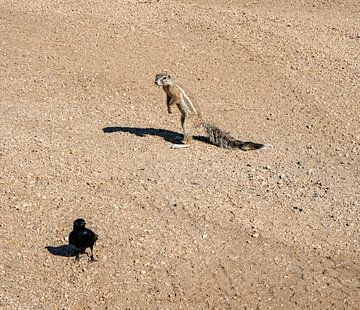 Gophers in de Kalahari van Namibië, Afrika van Patrick Groß