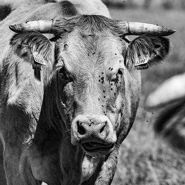 Cow, Holland.