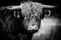 Schotse hooglander van Design Wall Arts thumbnail
