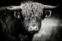 Schotse hooglander