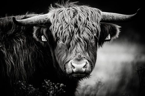 Schottischer Highlander