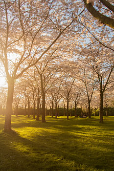 Japanese blossom in the Amsterdamse Bos.