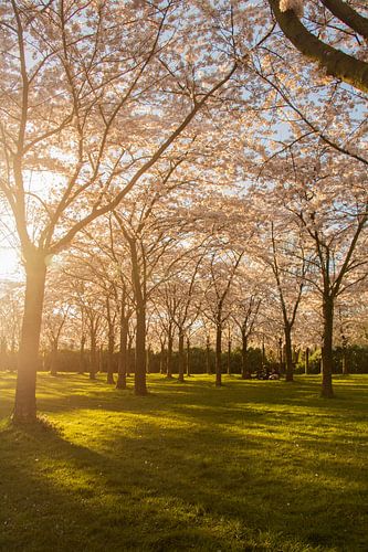 Japanse bloesem in het Amsterdamse Bos.