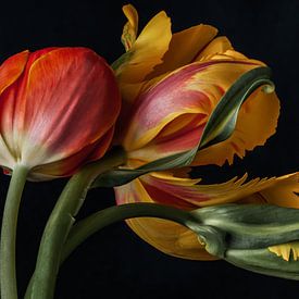 Les tulipes ! sur Renee Klein