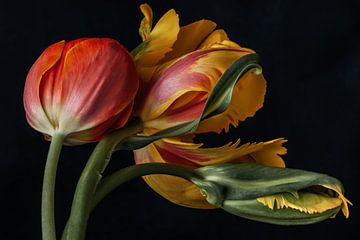 Tulips! by Renee Klein