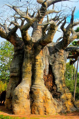 Baobab - Afrikaanse Baobab boom