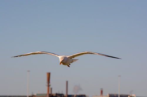 Meeuw op jacht in de lucht bij het Gemaal IJmuiden.