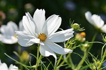 Cosmea van Violetta Honkisz