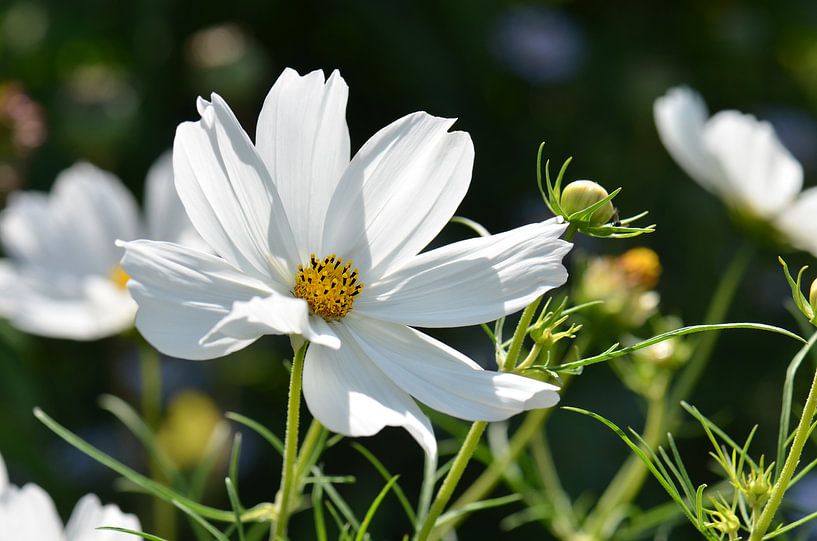 Cosmea par Violetta Honkisz
