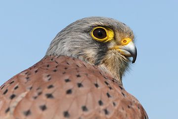 Torenvalk (Falco tinnunculus) van Ronald Pol