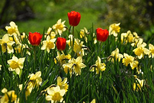 Die ersten Blumen im Garten im Frühling