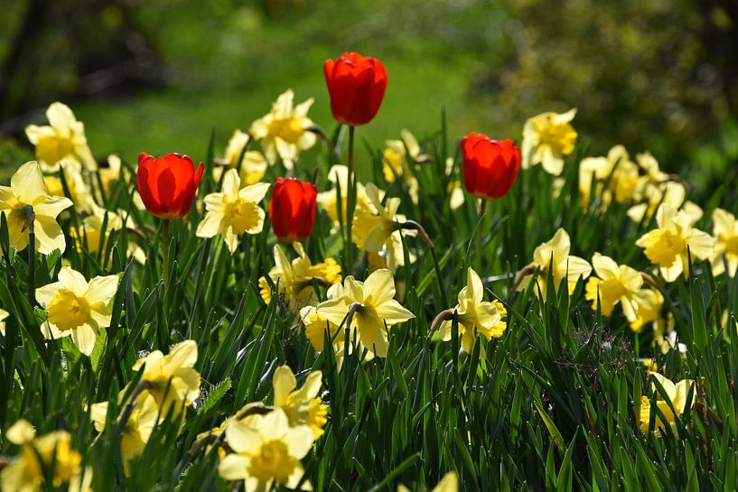 The first flowers in the garden in spring by Claude Laprise