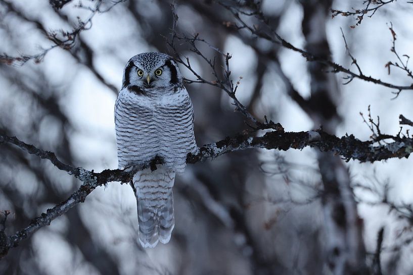 Sperbereule (Surnia ulula) Norwegen von Frank Fichtmüller