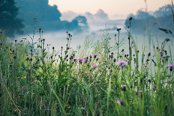 Blumen im Morgennebel