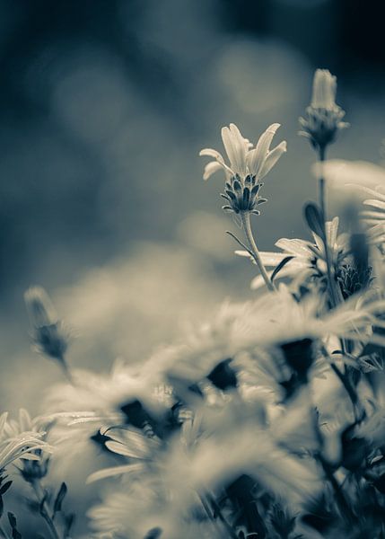 Bloemen part 488 van Tania Perneel