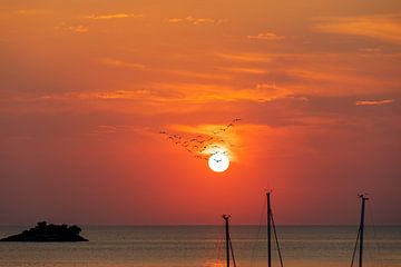 Zugvögel vor der untergehenden Sonne über dem Meer von Tilo Grellmann