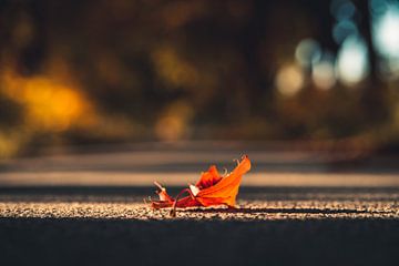Herbstliche Stimmung mit rotem Blatt von Catrin Grabowski