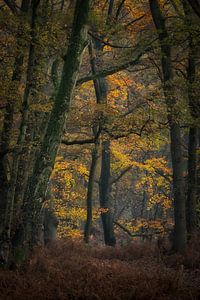 Forest vista