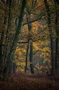 Doorkijkje in het bos van Moetwil en van Dijk - Fotografie thumbnail