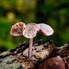 Ein kleiner Pilz auf einem Stück Holz von Gerard de Zwaan