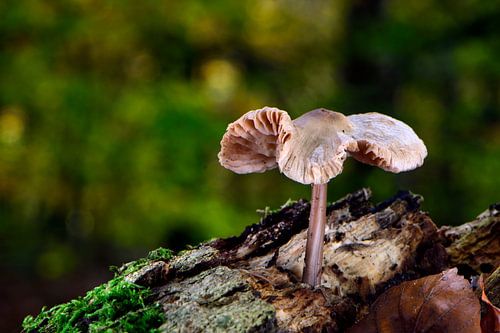 Een kleine paddenstoel op een stuk hout