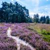 Bloeiende heide met pad Anloo van R Smallenbroek
