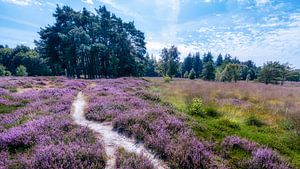Bruyère fleurie avec chemin Anloo