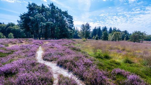 Bloeiende heide met pad Anloo