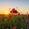 Wild Flowers by Johan Mooibroek