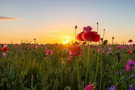 Wilde Bloemen van Johan Mooibroek