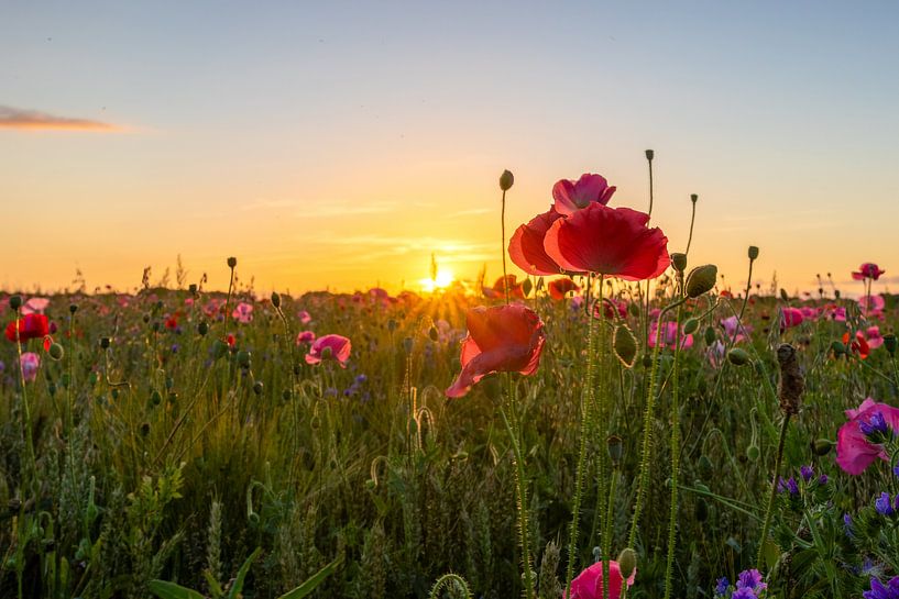 Wilde Bloemen van Johan Mooibroek