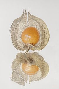 Orangefarbene Goldbeere, geschützt in ihrer geäderten Hülle