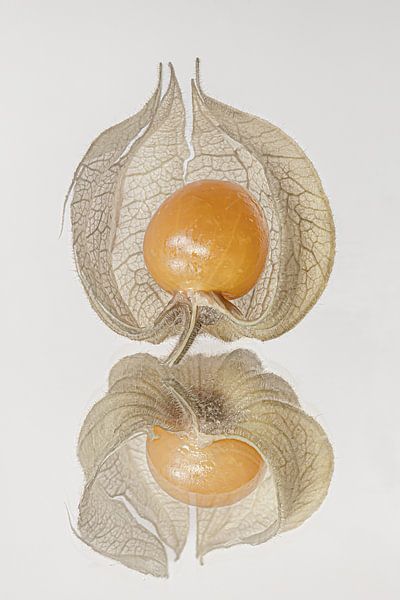 Orange Goldberry sheltered in its vein-textured sleeve by Marjolijn van den Berg