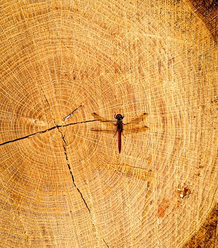 Tere vleugels op textuur