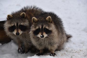 Raccoons in spring by Claude Laprise
