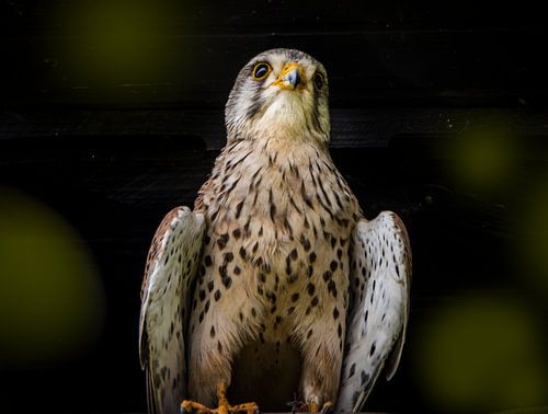 Torenvalk trotse houding