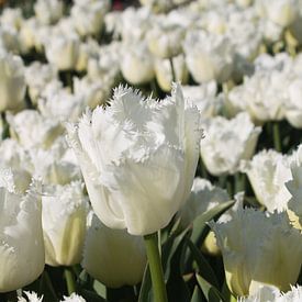 Weiße Tulpe im Zwiebelfeld von Selina de Bue