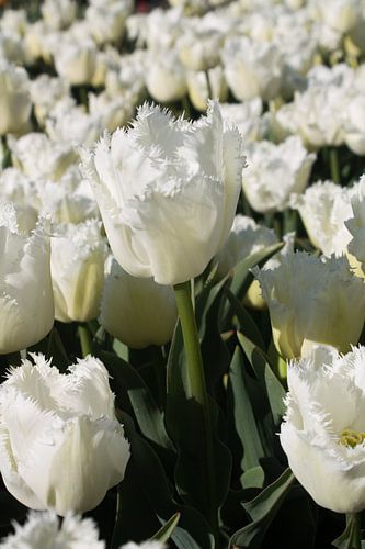 Weiße Tulpe im Zwiebelfeld