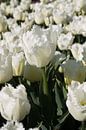 Witte tulp in bollenveld van Selina de Bue thumbnail