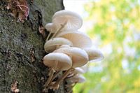 mushrooms on tree
