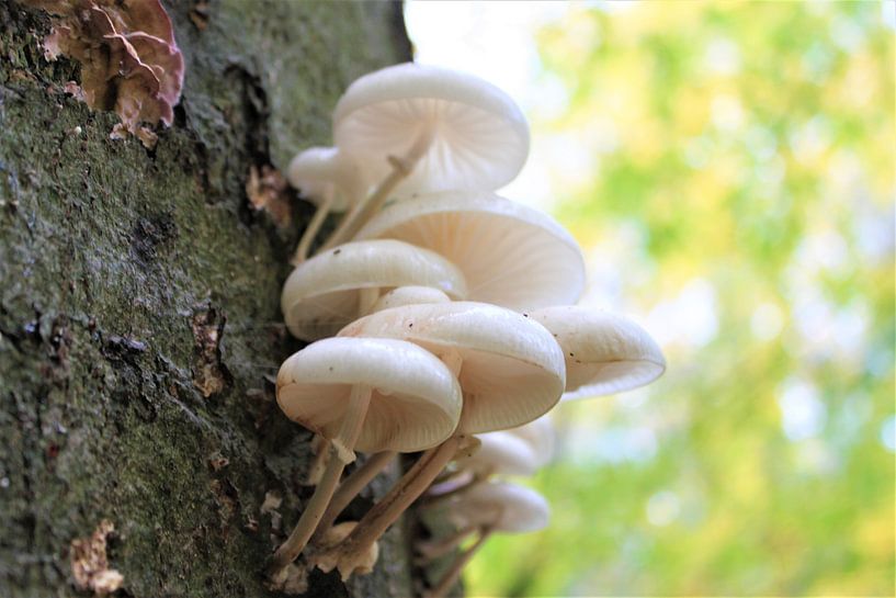 champignons sur l'arbre par Roger Hagelstein