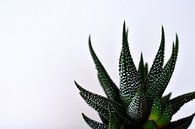 Aloë aristata van Philipp Klassen thumbnail