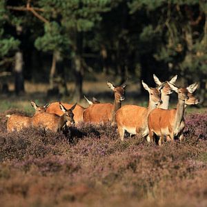 Hindes op de heide