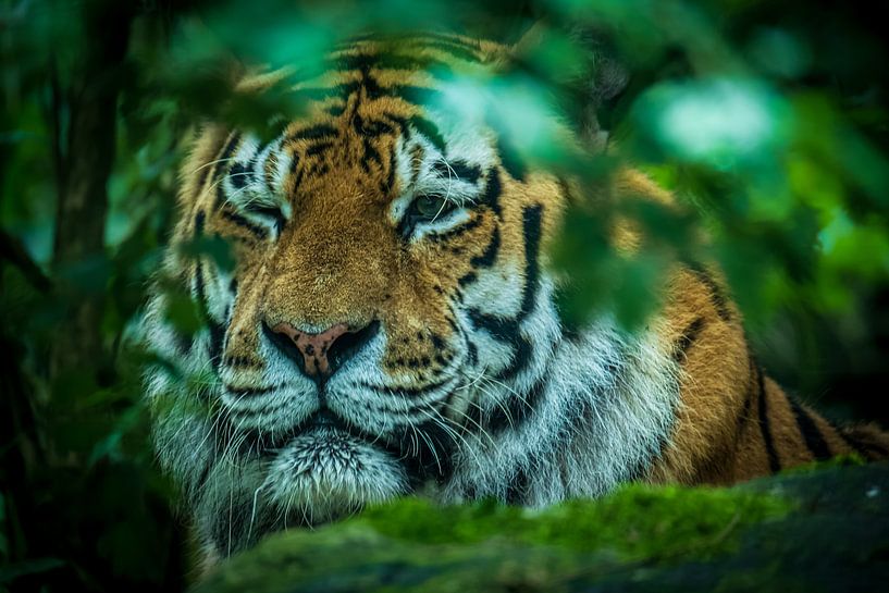 Das Zwinkern eines Tigers. von Gianni Argese