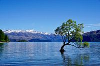 Wanaka tree