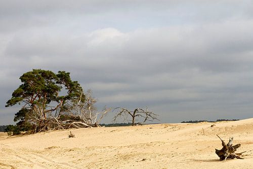 Hoge Veluwe