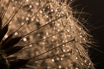 Glistening droplets on the "golden" dandelion fluff by Marjolijn van den Berg