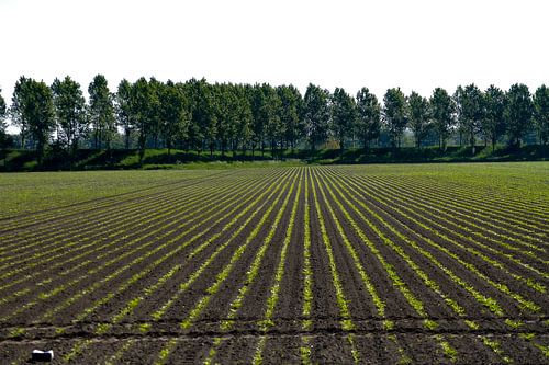 Geometrie in de akkerbouw